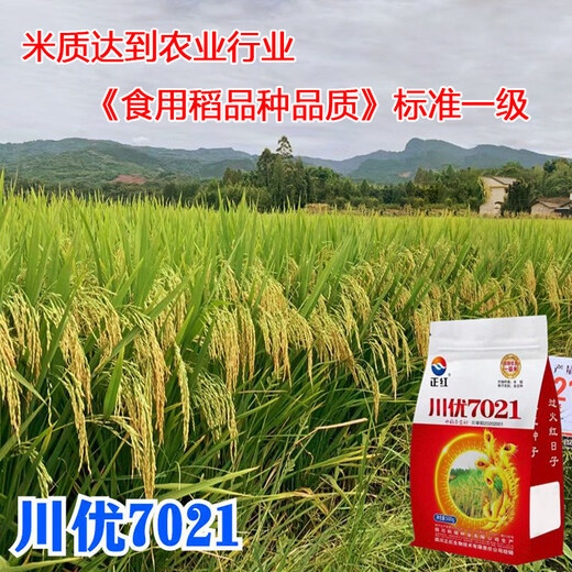 Long-grain fragrant rice Chuanyou 7021 rice seed national standard first-grade fragrant rice has a soft taste but not glutinous and chewy Chuanyou 7021 500g/bag 3 bags