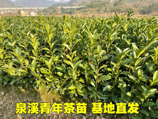 Wangyuan Xinglongjing 43 Teesetzlinge Wuniu Zaozhen Zhejiang 117 mittlerer Tee 108 mittlere gelbe und gelbe Goldknospe Anji weißer Tee grüner Teebaum Wuniu weißer Teesetzling 100 Pflanzen