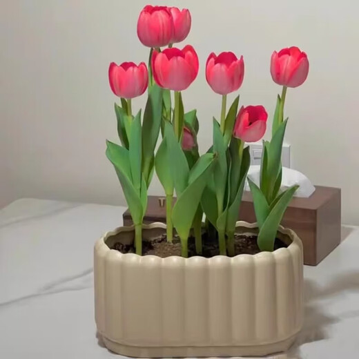 Imported Dutch hydroponic tulip bulbs, indoor and outdoor water-cultured flower plant pots, four-season cold-resistant five-degree balls, peach color 5 balls (circumference 8-10cm) + nutrient solution