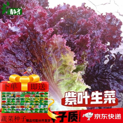 Purple leaf lettuce seeds, salad seeds, four-season planting, cold and heat resistant garden field vegetable seeds, rapeseed seeds, the best original purple leaf lettuce seeds () 1 pack, about 1600 seeds