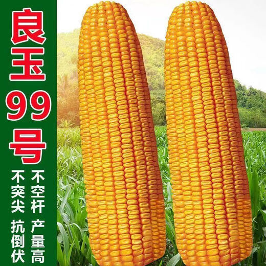 Liangyu 99, устойчивый к болезням, оригинальный, нового поколения, высокая устойчивость к насекомым и ржавчине, улучшенная версия, адаптируемая к широкой толерантности к густой посадке Denghai Liangyu 99, 4200 капсул в пакете на акр, в произвольной упаковке