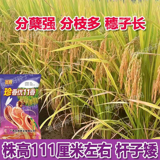 Wangyuanxing first-class rare and fragrant 11 fragrant high-yielding hybrid rice seeds, fragrant rice, high-quality long-grain rice, disease-resistant and high-yielding rice seeds, authentic first-class fragrant rice, long-grain, strong-flavor type, short stems and lodging-resistant, original and authentic, transplanting one acre of land (1 Jin Jin is equal to 0.5 kg) and free fungicide
