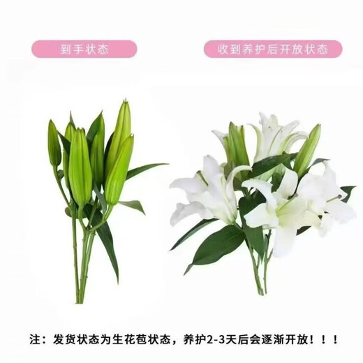 百合花鲜花基地直发鲜花家用水培插花情人节礼物春节装饰年宵花 白百合55-60cm  6个花苞（品种随机）