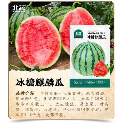 Northern Vegetable Kirin Watermelon Seed New Varieties Lazy Man Southern Meidu Watermelon Seed Rock Sugar Kirin Melon Seed 50 capsules