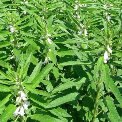 Семена белого кунжута Gaoyou № 2, стабильный урожай, семена кунжута с высоким содержанием масла, засухоустойчивые семена зерновых, посадка в поле 100 г/пакет