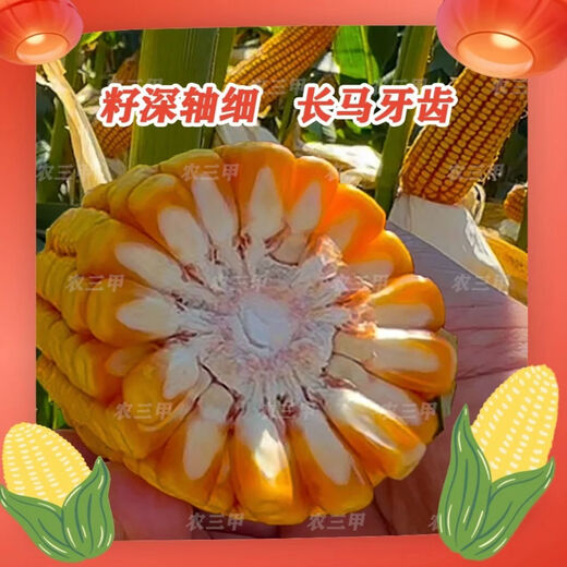 京研玉1812（黄吨粮）升级版抗穗腐长马齿红轴大棒抗病抗倒高产 10袋送2袋