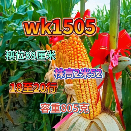 Wk1505 test weight short stem 805 drought resistance, high yield resistance, lodging resistance, large corn seeds WK1505 5500 grains