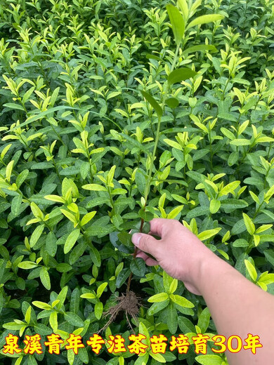 Wangyuan Xinglongjing 43 Teesetzlinge Wuniu Zaozhen Zhejiang 117 mittlerer Tee 108 mittlere gelbe und gelbe Goldknospe Anji weißer Tee grüner Teebaum Wuniu weißer Teesetzling 100 Pflanzen