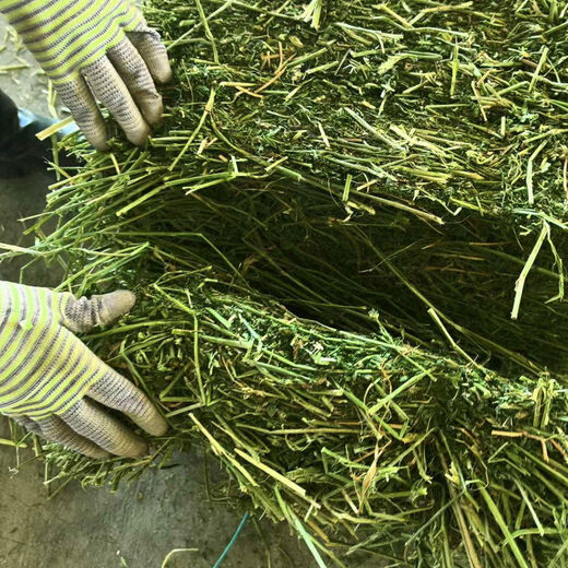 Alfalfa hay for cattle, sheep and horses, sheep grass, alpaca large zoo feed, alfalfa 5kg