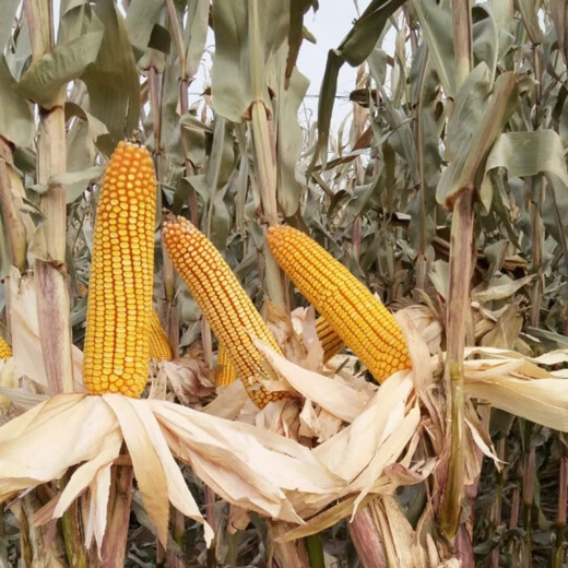 Nationally approved Zhongdi 159 corn seeds 5800 grains, original packaging with strong disease resistance in the third zone, nationally approved Zhongdi 159 seeds 5800 grains/bag