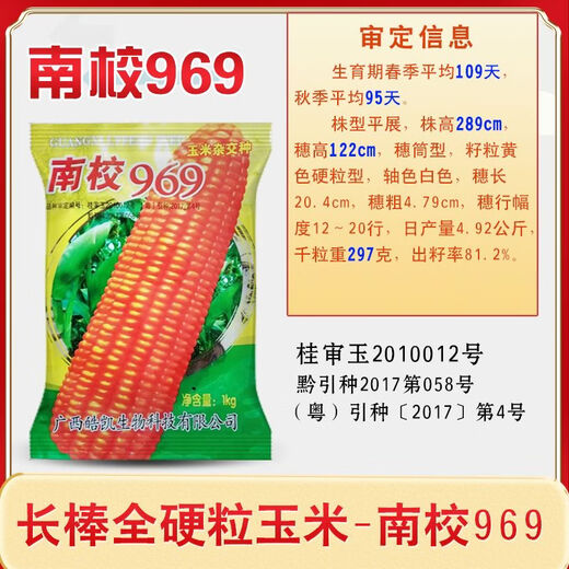 Asarum Guangxi Guizhou hard-grained corn seed Nanxiao 969 is suitable for sowing at an altitude of less than 800 meters and has strong resistance. Nanxiao 969 corn seed 2Jin Jin is equal to 0.5kg.
