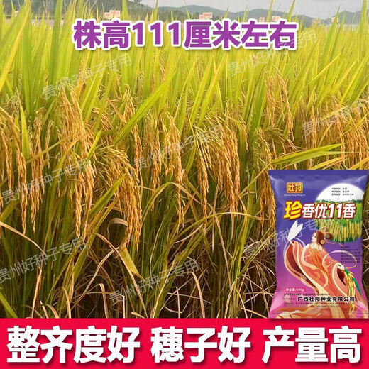 Wangyuanxing first-class rare and fragrant 11 fragrant high-yielding hybrid rice seeds, fragrant rice, high-quality long-grain rice, disease-resistant and high-yielding rice seeds, authentic first-class fragrant rice, long-grain, strong-flavor type, short stems and lodging-resistant, original and authentic, transplanting one acre of land (1 Jin Jin is equal to 0.5 kg) and free fungicide
