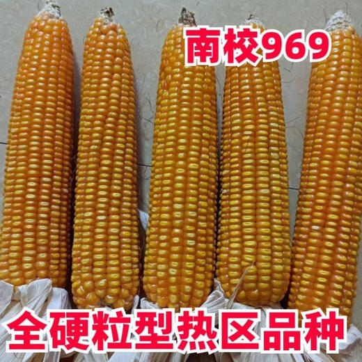 Asarum Guangxi Guizhou hard-grained corn seed Nanxiao 969 is suitable for sowing at an altitude of less than 800 meters and has strong resistance. Nanxiao 969 corn seed 2Jin Jin is equal to 0.5kg.