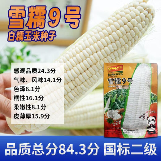 Pure glutinous corn seeds Xuenuo No. 9 big stick white waxy corn wrapped grain seeds 200g/bag Original waxy corn seeds Xuenuo No. 9 1 bag 200g/bag
