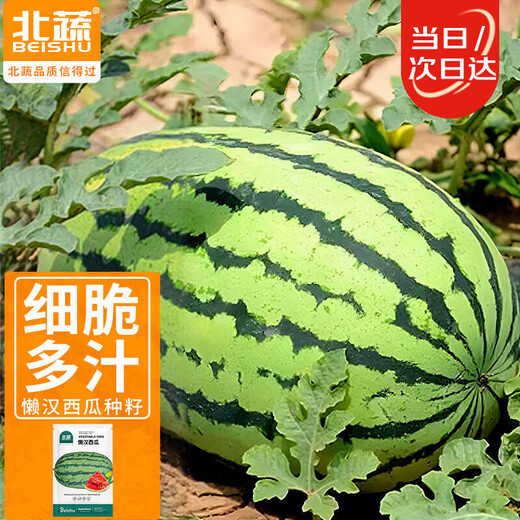 Beishu Lazy Man Watermelon Seed Seedlings Giant Extra Large Super Sweet Fruit Seed Lazy Man Watermelon Seeds About 50
