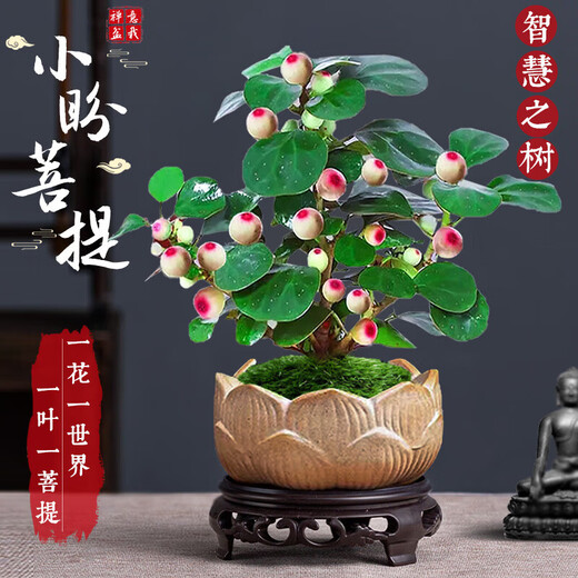 Bodhi Tree Potted Small Pan Bodhi Bonsai with Fruit Chinese Zen Desktop Decoration Indoor Creative Good Green Plant A Grade Multi-Fruit - Xiao Pan Bodhi (Lotus Purple Clay Pot + Bottom Support + Moss)