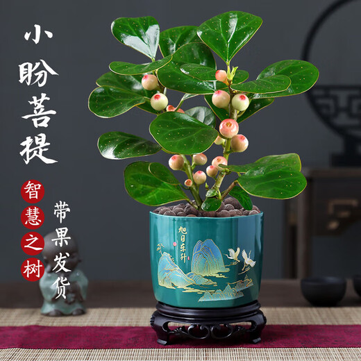 Bodhi Tree Potted Small Pan Bodhi Bonsai with Fruit Chinese Zen Desktop Decoration Indoor Creative Good Green Plant A Grade Multi-Fruit - Xiao Pan Bodhi (Lotus Purple Clay Pot + Bottom Support + Moss)