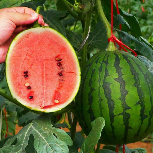 Thin-skinned and super sweet early spring ruby watermelon seedlings. Hand-peeled watermelon seeds are delicious. Simple and easy to grow watermelon seedlings in all seasons. Early spring ruby watermelon 50g seeds.
