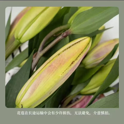 百合花鲜花基地直发鲜花家用水培插花情人节礼物春节装饰年宵花 白百合55-60cm  6个花苞（品种随机）