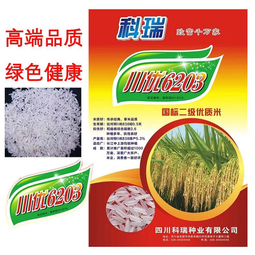 水稻种川优6203稻谷种稳产分蘖强抗病抗倒伏香米香稻好吃泰米品种 川优6203水稻种子   5袋