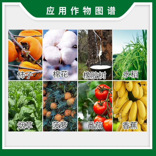 Guoguang 40% Ethephon Cotton Tomato Rice Banana Growth Ripening Agent Growth Regulator 500g