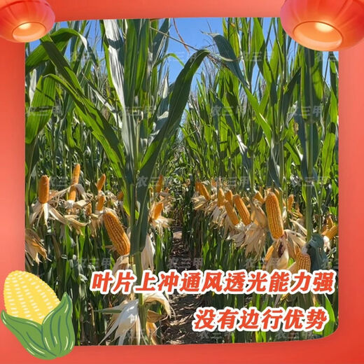 京研玉1812（黄吨粮）升级版抗穗腐长马齿红轴大棒抗病抗倒高产 10袋送2袋