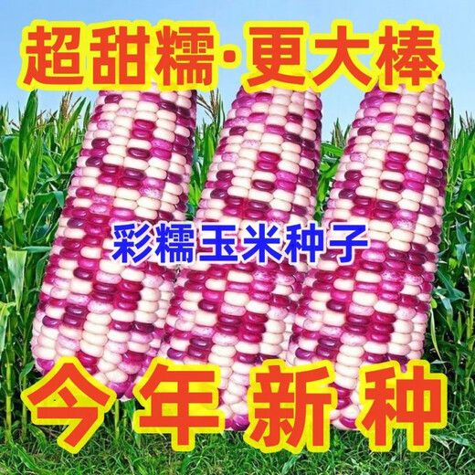 Colección completa de plántulas de semillas de maíz dulce de frutas coloridas, maíz de flores cerosas fragantes y dulces, semillas de mazorca extra grandes de piel fina, semillas de alto rendimiento, Hua Tiannuo 3 semillas de maíz ceroso de colores, aproximadamente 90 días, solo semillas nuevas a la venta, súper dulces y cerosas seleccionadas alrededor de 103 semillas de alto rendimiento