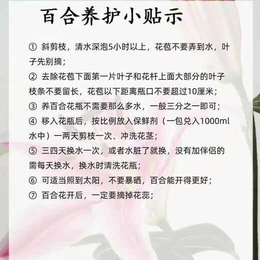 百合花鲜花基地直发鲜花家用水培插花情人节礼物春节装饰年宵花 白百合55-60cm  6个花苞（品种随机）
