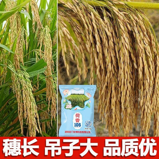 Wang Yuan Xing Guo Approval Conventional Rice Lotus Fragrance 106 High Yield Rice Seed High Quality Fragrant Rice Long Grain Popcorn Flavor Rice Seed Authentic National Approval Fragrance Rice Large Ear Long Grain Popcorn Flavor Original Authentic New Seed This Year Good Germination (1.5kg)