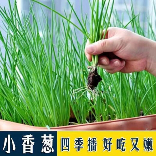 Onion, ginger, garlic, general soil cultivation, flower cultivation soil, nutrient soil, nursery soil, flowers, golden kudzu, special organic soil fertilizer, flower nutrient soil 30 Jin Jin equals 0.5 kg