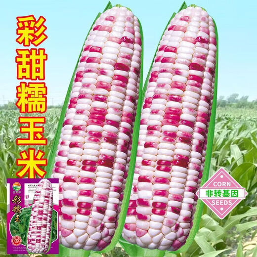 Colección completa de plántulas de semillas de maíz dulce de frutas coloridas, maíz de flores cerosas fragantes y dulces, semillas de mazorca extra grandes de piel fina, semillas de alto rendimiento, Hua Tiannuo 3 semillas de maíz ceroso de colores, aproximadamente 90 días, solo semillas nuevas a la venta, súper dulces y cerosas seleccionadas alrededor de 103 semillas de alto rendimiento