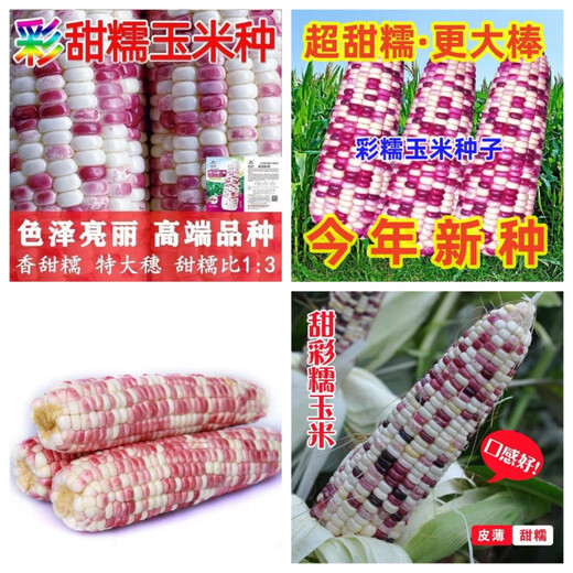 Colección completa de plántulas de semillas de maíz dulce de frutas coloridas, maíz de flores cerosas fragantes y dulces, semillas de mazorca extra grandes de piel fina, semillas de alto rendimiento, Hua Tiannuo 3 semillas de maíz ceroso de colores, aproximadamente 90 días, solo semillas nuevas a la venta, súper dulces y cerosas seleccionadas alrededor de 103 semillas de alto rendimiento