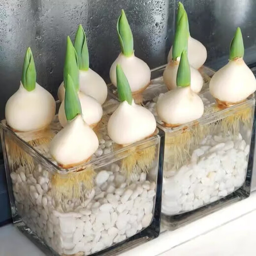 Imported Dutch hydroponic tulip bulbs, indoor and outdoor water-cultured flower plant pots, four-season cold-resistant five-degree balls, peach color 5 balls (circumference 8-10cm) + nutrient solution