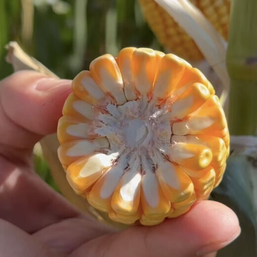 黄吨粮 京研玉1812 综合抗性强抗倒伏耐高温角质粮产量高玉米种子 25袋宋6袋