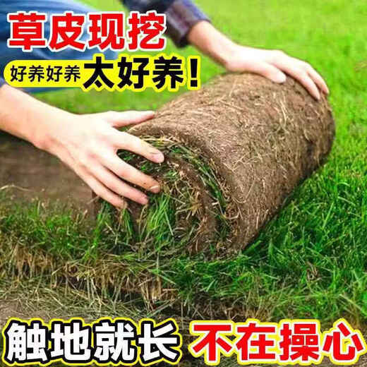 Lawn real turf soil villa garden courtyard greening plants Manila lawn soil turf four seasons green 1 square meter bentgrass/turf buy 10 square meters get 1 square meter free