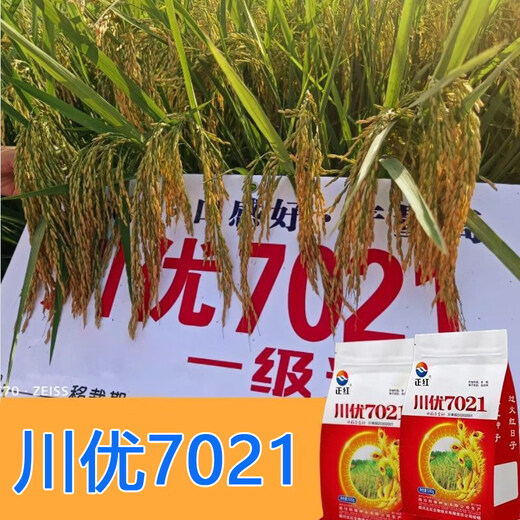 Long-grain fragrant rice Chuanyou 7021 rice seed national standard first-grade fragrant rice has a soft taste but not glutinous and chewy Chuanyou 7021 500g/bag 3 bags