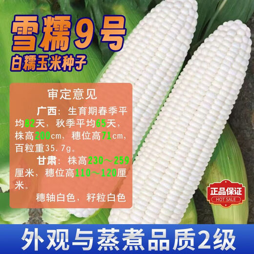 Pure glutinous corn seeds Xuenuo No. 9 big stick white waxy corn wrapped grain seeds 200g/bag Original waxy corn seeds Xuenuo No. 9 1 bag 200g/bag