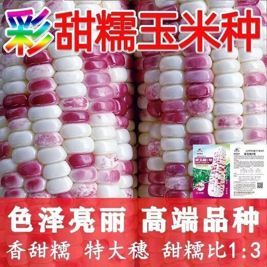 Colección completa de plántulas de semillas de maíz dulce de frutas coloridas, maíz de flores cerosas fragantes y dulces, semillas de mazorca extra grandes de piel fina, semillas de alto rendimiento, Hua Tiannuo 3 semillas de maíz ceroso de colores, aproximadamente 90 días, solo semillas nuevas a la venta, súper dulces y cerosas seleccionadas alrededor de 103 semillas de alto rendimiento