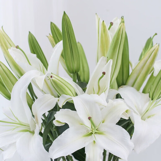 百合花鲜花基地直发鲜花家用水培插花情人节礼物春节装饰年宵花 白百合55-60cm  6个花苞（品种随机）