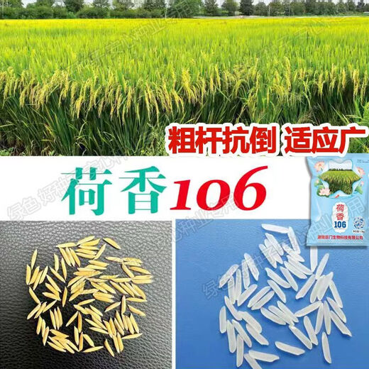 Wang Yuan Xing Guo Approval Conventional Rice Lotus Fragrance 106 High Yield Rice Seed High Quality Fragrant Rice Long Grain Popcorn Flavor Rice Seed Authentic National Approval Fragrance Rice Large Ear Long Grain Popcorn Flavor Original Authentic New Seed This Year Good Germination (1.5kg)