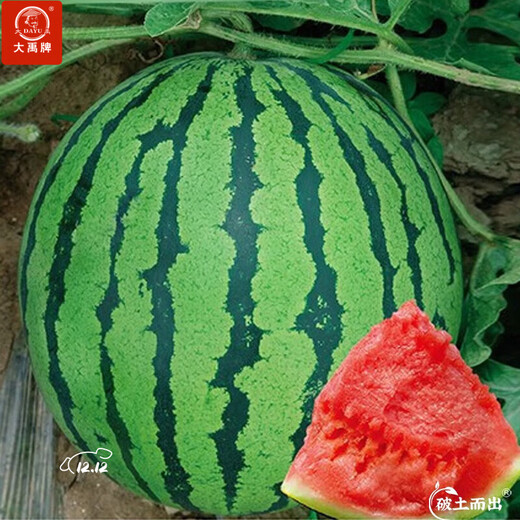 Dayu Lazy Man Watermelon Seed Seedlings Extra Large Suitable for Early Maturing Lazy People in the South 8424 Kirin Melon Meidu Seedless Fruits and Vegetables Meidu Watermelon Seeds 50 Good Quality
