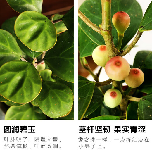 Bodhi Tree Potted Small Pan Bodhi Bonsai with Fruit Chinese Zen Desktop Decoration Indoor Creative Good Green Plant A Grade Multi-Fruit - Xiao Pan Bodhi (Lotus Purple Clay Pot + Bottom Support + Moss)