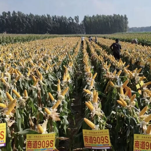 Nationally approved corn seed Shandao 909s high-yielding, disease-resistant, lodging-resistant, low-stem, big stick, high-quality early-maturing corn seed, 17 bags, 5 bags free