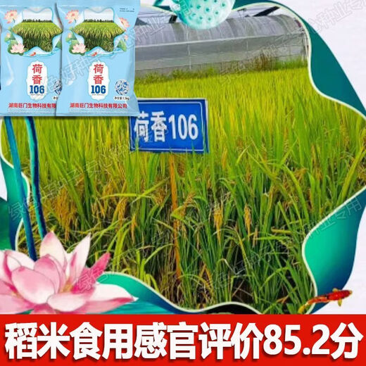 Wang Yuan Xing Guo Approval Conventional Rice Lotus Fragrance 106 High Yield Rice Seed High Quality Fragrant Rice Long Grain Popcorn Flavor Rice Seed Authentic National Approval Fragrance Rice Large Ear Long Grain Popcorn Flavor Original Authentic New Seed This Year Good Germination (1.5kg)