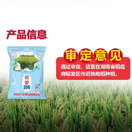 Wang Yuan Xing Guo Approval Conventional Rice Lotus Fragrance 106 High Yield Rice Seed High Quality Fragrant Rice Long Grain Popcorn Flavor Rice Seed Authentic National Approval Fragrance Rice Large Ear Long Grain Popcorn Flavor Original Authentic New Seed This Year Good Germination (1.5kg)