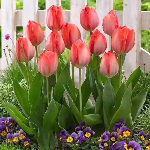 Imported Dutch hydroponic tulip bulbs, indoor and outdoor water-cultured flower plant pots, four-season cold-resistant five-degree balls, peach color 5 balls (circumference 8-10cm) + nutrient solution