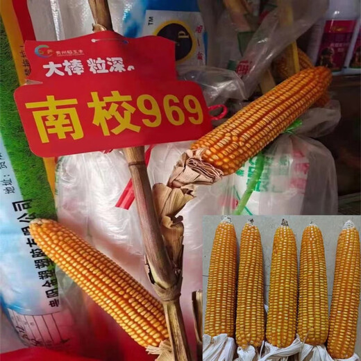 Asarum Guangxi Guizhou hard-grained corn seed Nanxiao 969 is suitable for sowing at an altitude of less than 800 meters and has strong resistance. Nanxiao 969 corn seed 2Jin Jin is equal to 0.5kg.