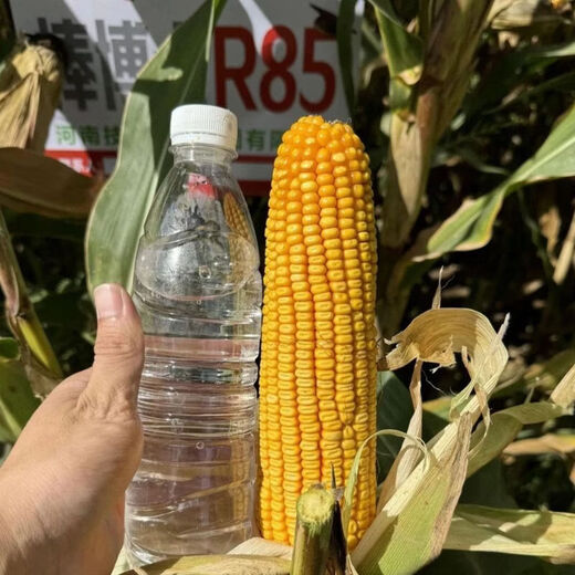 Dr. Stick R85ks corn seeds, high-yielding, short-stem, lodging-resistant, red-shaft corn seeds, disease-resistant and long-dented (Dr. Stick R85ks (pack of 14)