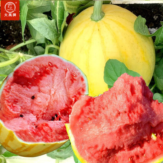 Dayu's yellow skin and red flesh watermelon seeds seedlings extra large watermelon yellow heart and yellow flesh extra sweet early maturing fruit seeds suitable for the south Jinlinglong watermelon seeds 100 capsules/bag (red flesh)