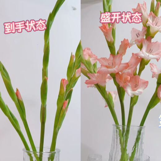 Pink gladiolus has high flowers, New Year's Eve flowers, Guangzhou sends Spring Festival decorations, Valentine's Day gifts, 65-70cm long, 5 pink gladioli flowers